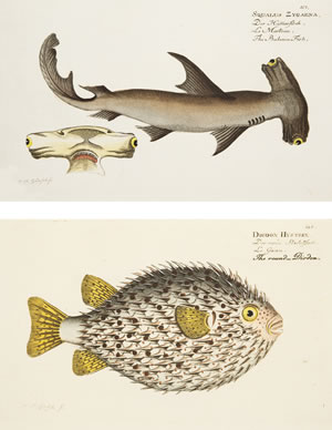 ブロッホ「魚類図譜」仏語版