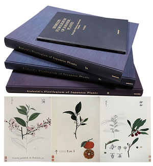シーボルト旧蔵「日本植物図譜」コレクション　2巻3冊　付和文解説篇